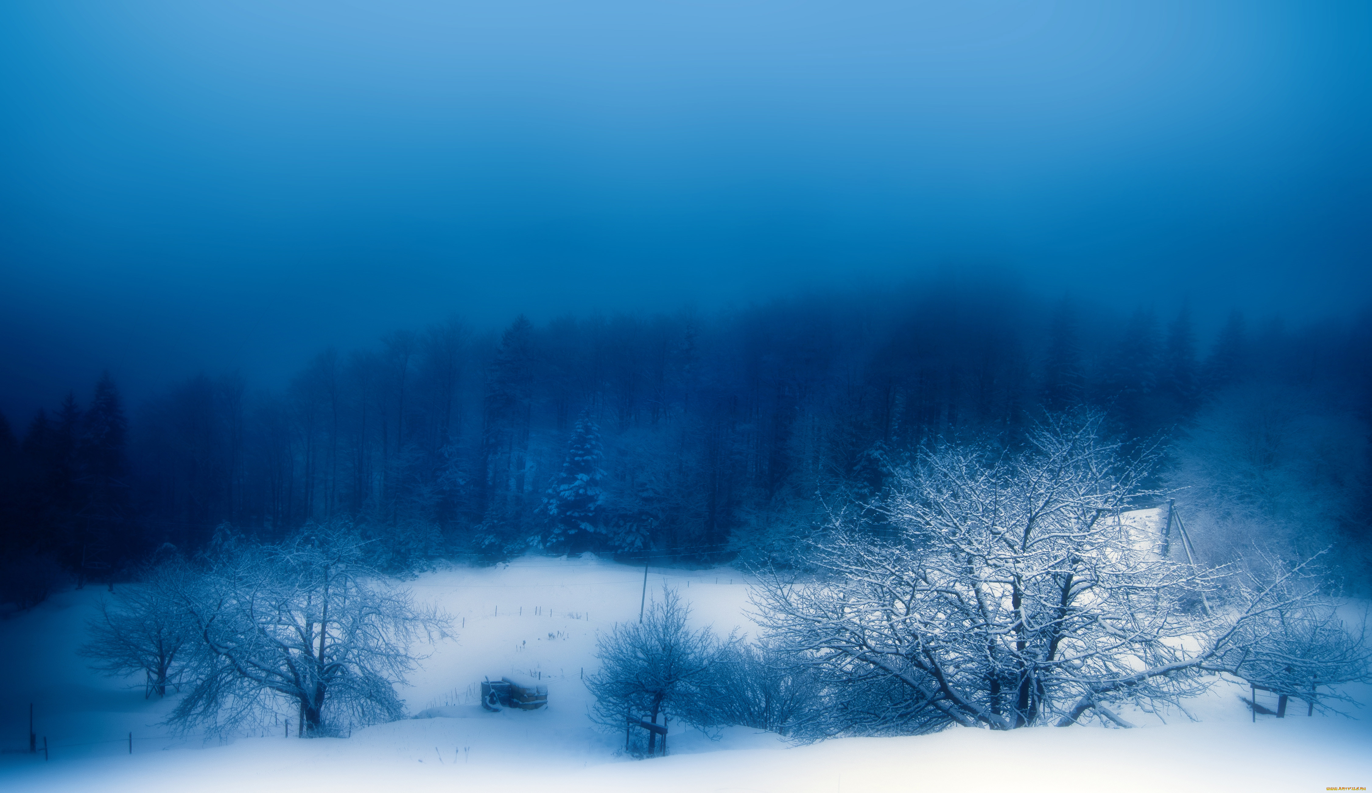 Темный холодный вечер. Зимний пейзаж. Зимний лес ночью. Холодный пейзаж. Синий лес.